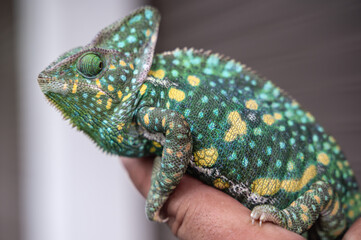 Close up multicolored chameleon lizard exotic pet on human hand