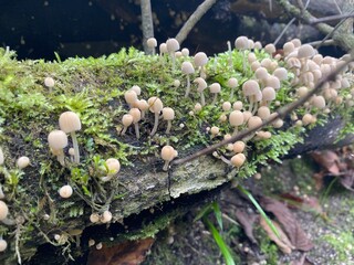 little mushrooms in the forest