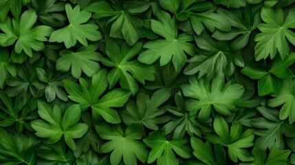 Obraz premium Lush Green Leaf Background: A vibrant close-up showcasing a dense array of rich green leaves, creating a natural and organic texture perfect for backgrounds or design elements.