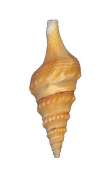 sea shell isolated on white background