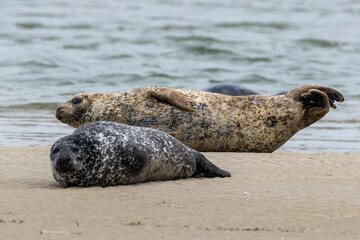 Common Seal (Phoca vitulina) in Bull Island, Dublin – Found in coastal waters of the North Atlantic & Pacific. © fluffandshutter