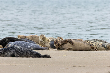 Fototapeta premium Common Seal (Phoca vitulina) in Bull Island, Dublin – Found in coastal waters of the North Atlantic & Pacific.
