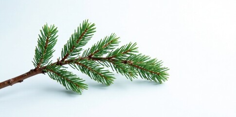 Obraz premium Twisted fir branch isolated on white background, snowy, branches