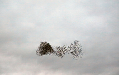 Twisting Starling murmuration at dusk, Derbyshire England
