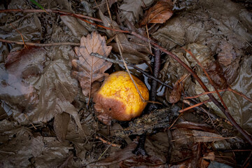 rotten fruit lies in the dirt