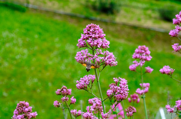 Obraz premium bumblebee flies to a pink wild flowers