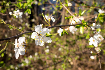 small pink spring flower on a branch