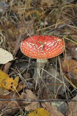 fly agaric mushroom