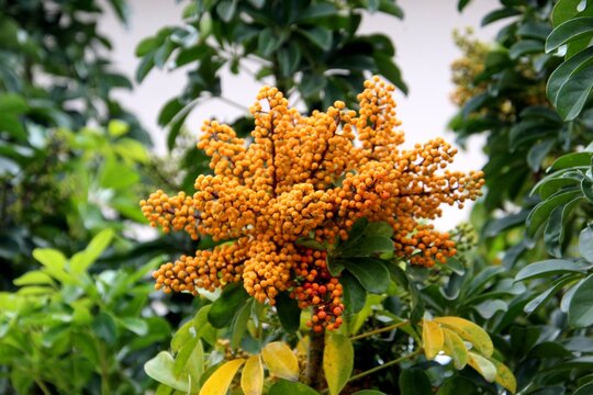 planta flor cheflera pequena - Schefflera arboricola