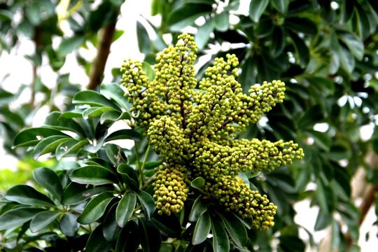 planta flor cheflera pequena - Schefflera arboricola