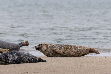 Common Seal (Phoca vitulina) in Bull Island, Dublin &ndash; Found in coastal waters of the North Atlantic & Pacific.