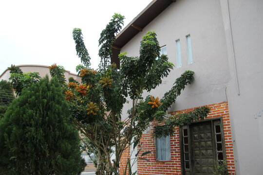 planta flor cheflera pequena - Schefflera arboricola