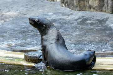 Antarctic Fur Seal (Arctocephalus gazella) – Found on sub-Antarctic islands and the Antarctic Peninsula.