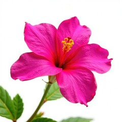 Single blooming flower of bougainvillea against white background isolated, isolated, , bloom