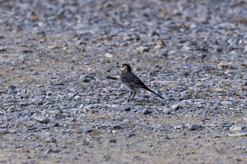 White Wagtail (Motacilla alba) in Bull Island, Dublin – Commonly found in Europe, Asia, and North Africa.