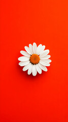 Obraz premium White daisy red background minimal design