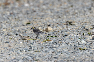 White Wagtail (Motacilla alba) in Bull Island, Dublin – Commonly found in Europe, Asia, and North Africa.