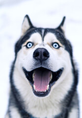 Vertical portrait of the head of a husky dog, which smiles, opening its mouth and showing teeth and tongue, the focus is on the dog's nose.