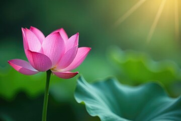 Obraz premium A delicate pink lotus blooms in the morning dew drops, delicate, morning, peaceful
