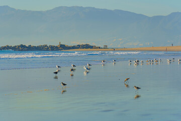 Birds Walking Along Venice Beach Shoreline