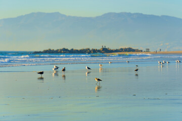 Birds on Wet Sand with Mountains in Background at Venice Beach