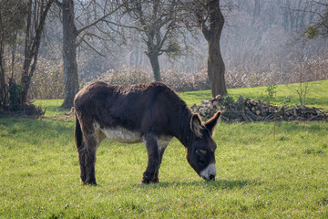 An elderly donkey walking and feeding in the field.