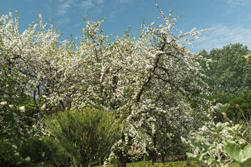 Beautifully blooming white flowers of large old apple trees in an apple orchard, a sunny spring day.