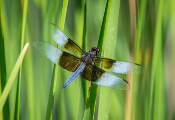 Widow Skimmer Dragonfly