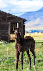 Horses grazing on green grass in a mountain valley, USA