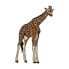 Fototapeta premium Vector illustration of giraffe. Isolated on white background. Can be used for children books or as print for clothes