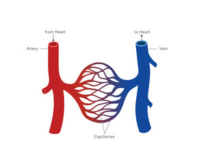 An illustration of the human circulatory system showing arteries carrying blood from the heart, veins returning blood to the heart, and capillaries facilitating exchange of oxygen and nutrients.
