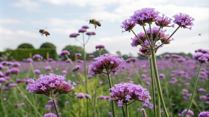 Obraz premium Purple flowers and bees buzzing around a colorful garden, busy activity, garden