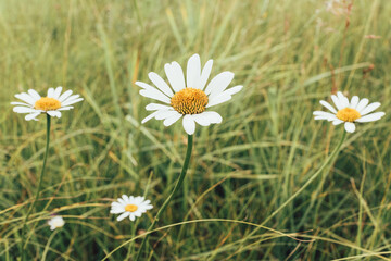 A close-up of white daisies with yellow centers blooming in a lush green meadow