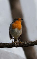 A European robin resting on a tree branch. Close up of robin bird. Erithacus rubecula.