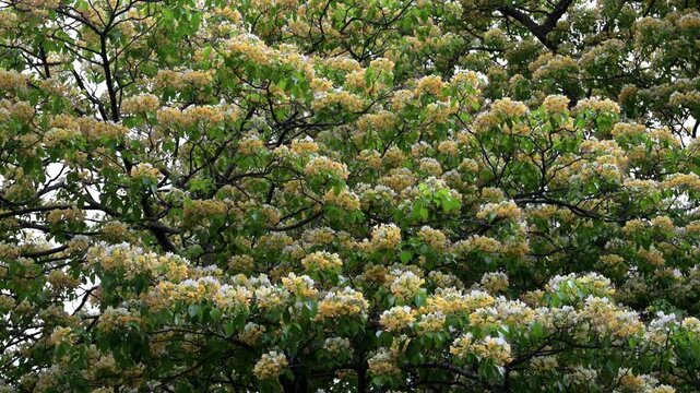 Beautiful Sacred Garlic Pear (crateva religiosa) flowers.