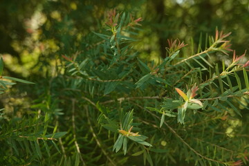 Melaleuca bracteata macro leaves small world