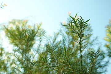 Melaleuca bracteata macro leaves small world