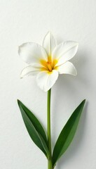 Fototapeta premium Flor de lirio en un fondo de textura blanca claro, iluminaci?n blanca, patrones