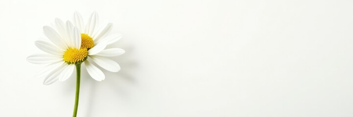 Large Chamomile flower on a white background with stem, floral, garden, herb