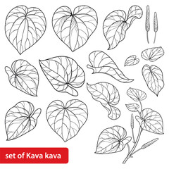 Set of outline Kava kava (Piper methysticum) bunch and leaves in black isolated on white background. 