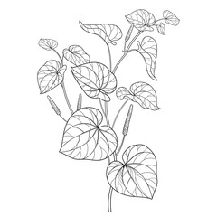 Stem of outline Kava kava (Piper methysticum) bunch with leaves in black isolated on white background. 