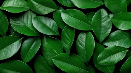  Lush Green Leaf Pattern: A mesmerizing pattern of vibrant, emerald green leaves,  arranged in a captivating mosaic, creating a visually striking and refreshing backdrop.