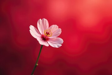 A delicate flower against a bright red bokeh background, bloom, botanical