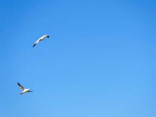 Happy birds flying under a clear blue sky, happy bird, flying bird, clear blue sky