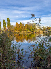 trawy rosnące na brzegu jeziora, piękna jesienna sceneria © Kamil_k2p