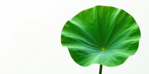 Fresh green lotus leaf with intricate veins isolated on white background, flower, plant, garden