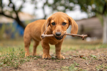Portrait of a cute dachshund puppy chews on a wooden stick on the grass.