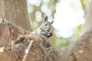 Peruvian white tail squirrel rodent urban wildlife