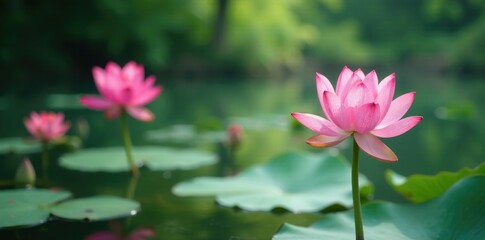Lotus flowers in the foreground of a peaceful pond, aquatic, lake