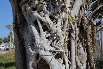 Strangler fig tree growing over other tree in tropical climate
